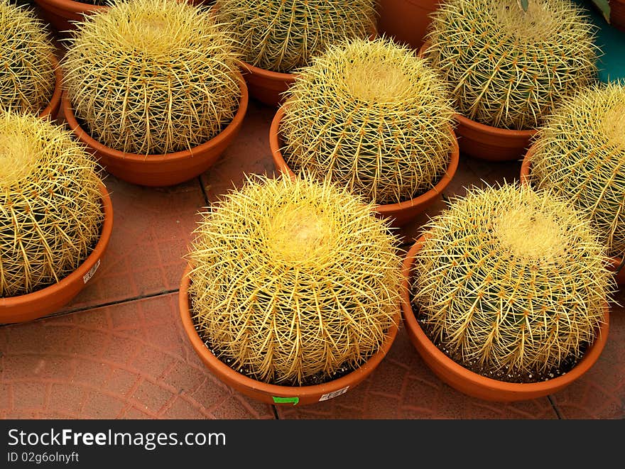 Cactuses In Pots