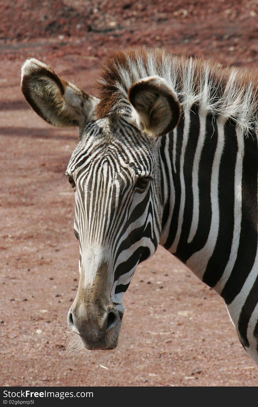 Wild animal zebra face close up. Wild animal zebra face close up