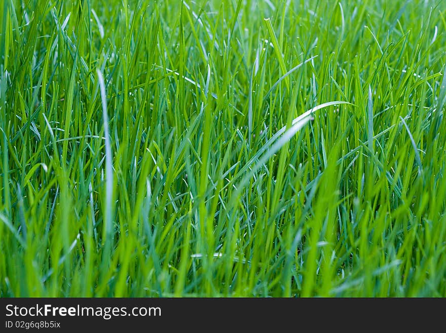 Photo of green grass in spring