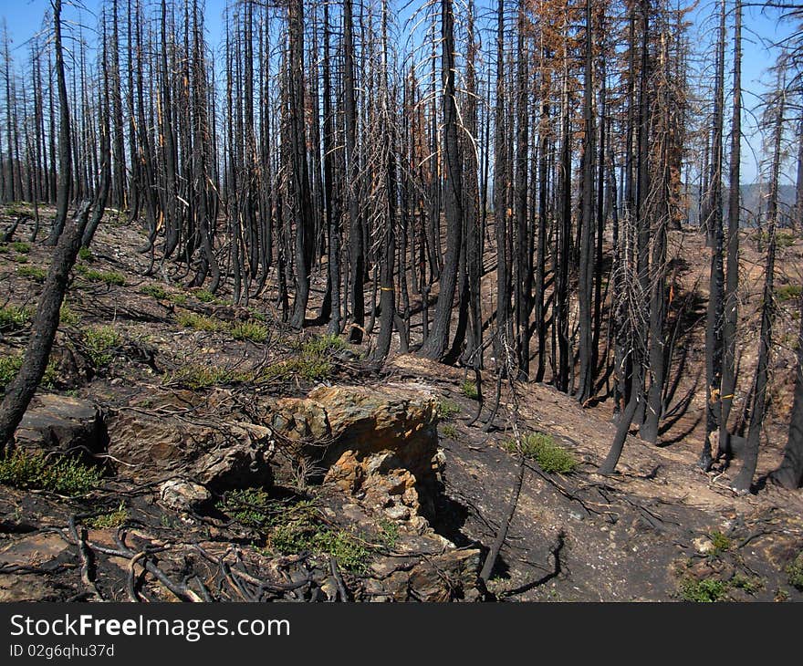 Forest Hill Forest Fire