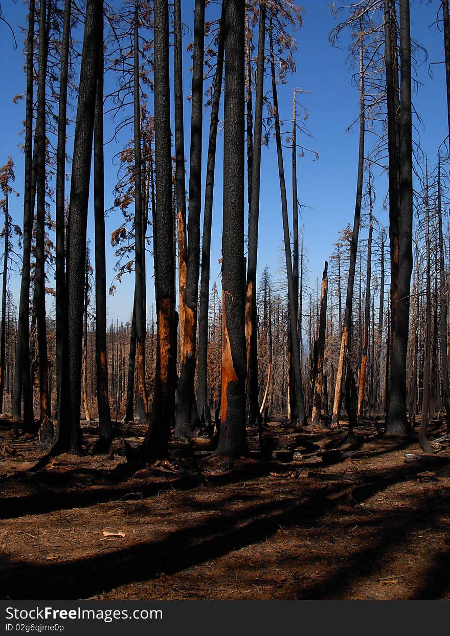 Forest Hill Forest Fire