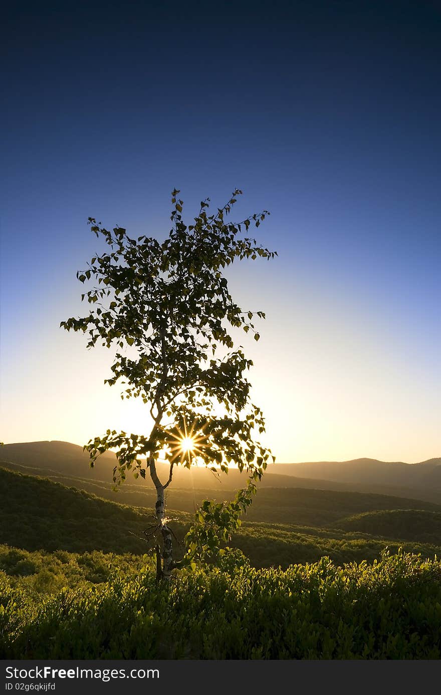 Birch in the Ukrainian Carpathians at a dawn. Birch in the Ukrainian Carpathians at a dawn.