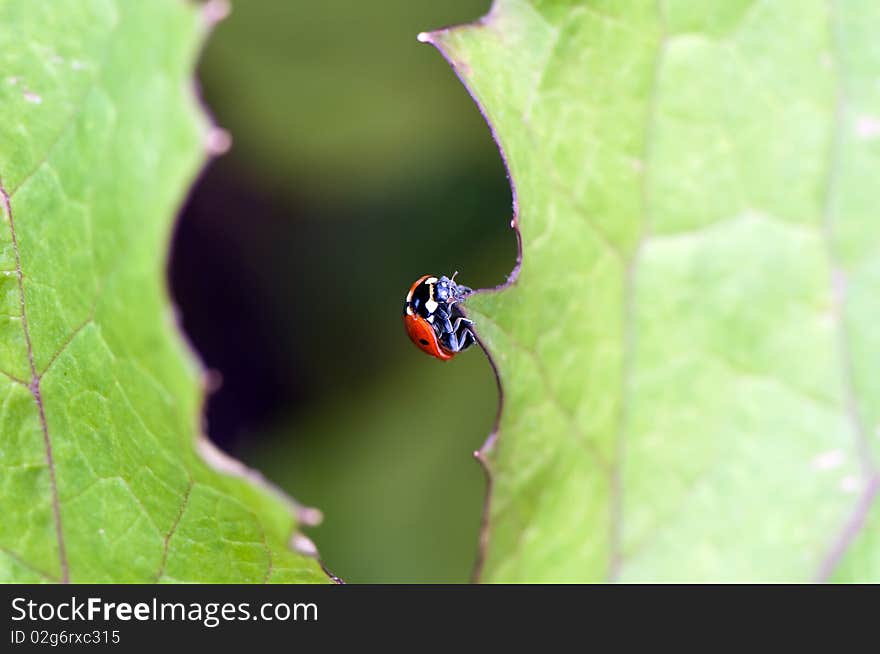 Ladybug On Leaf