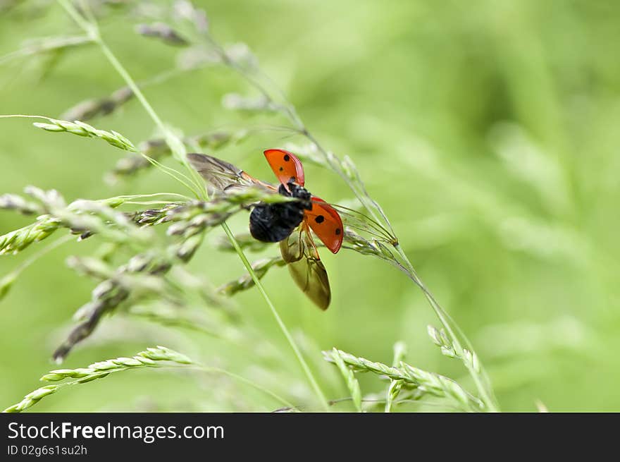 Ladybug Taking Flight