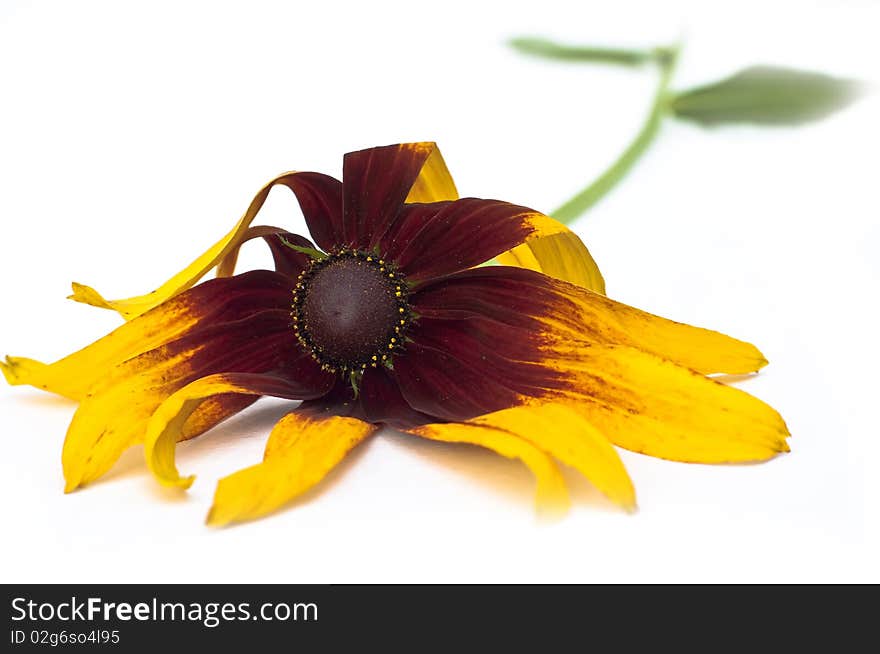 Yellow and orange Echinacea daisy flower on white background