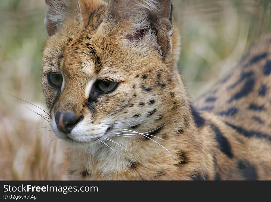 Serval Cat