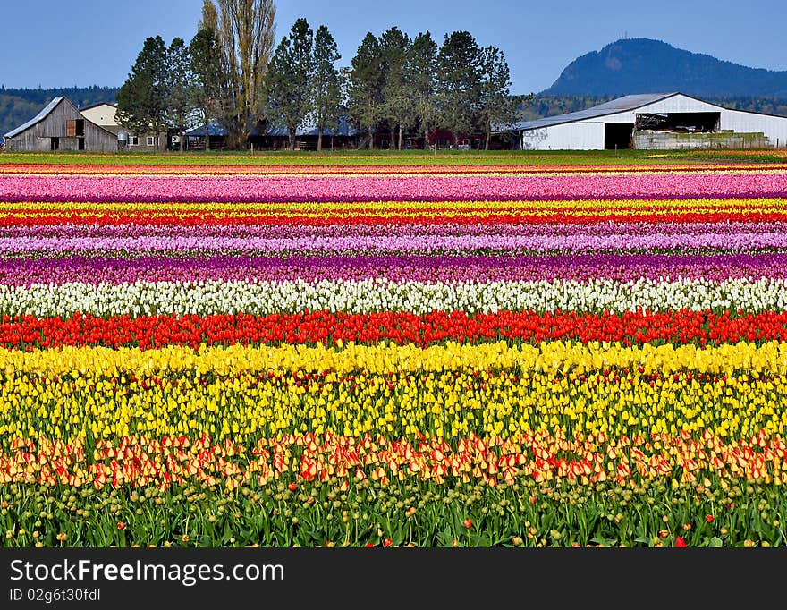 Colorful tulip farm