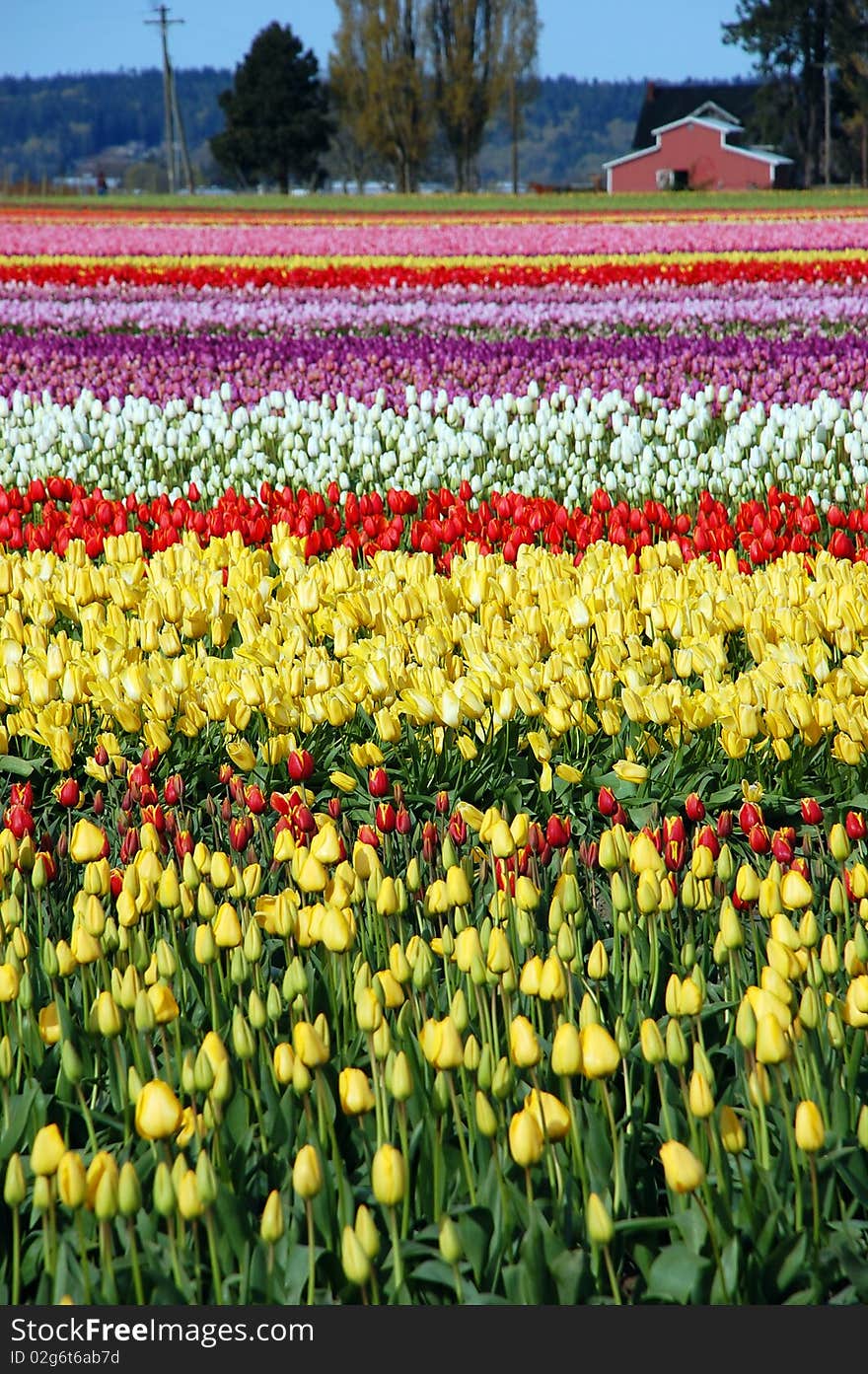 Colorful tulip farm