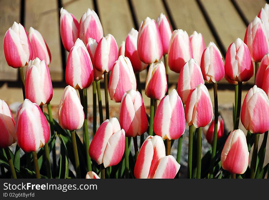 Pink And White Striped Tulips