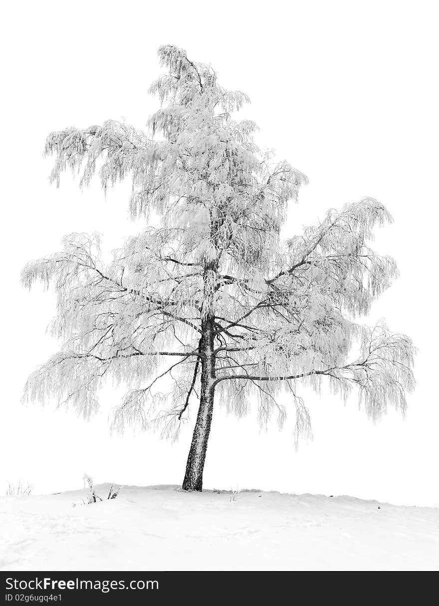 Birch in the winter in hoarfrost in the Ukrainian Carpathians. Birch in the winter in hoarfrost in the Ukrainian Carpathians.