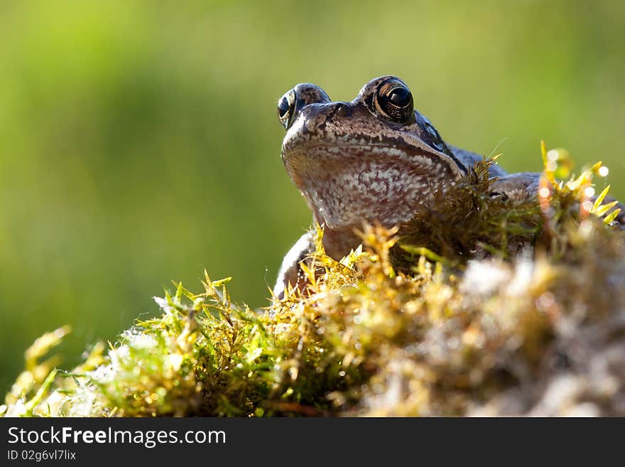 Frog In Moss