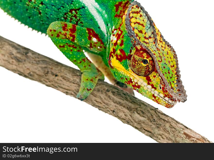 Colorful male Chameleon on branch isolated on white background