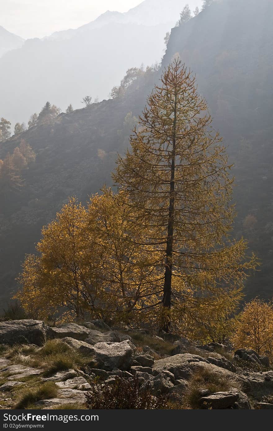 Autumnal larch tree