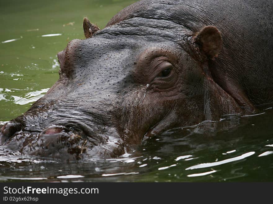 Wild animal hippopotamus face close up. Wild animal hippopotamus face close up