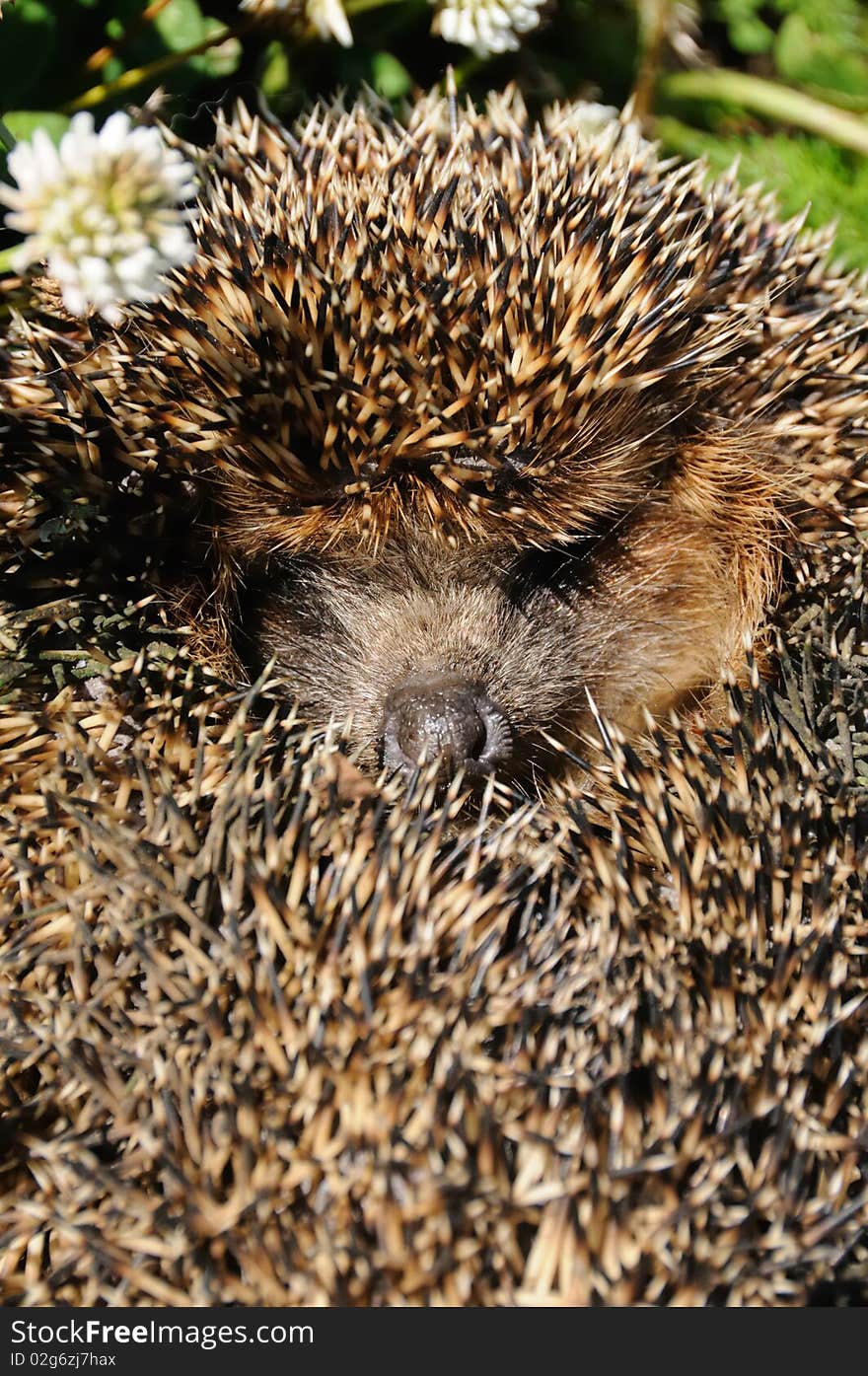 The little hedgehog ( Erinasius europaeus ) .