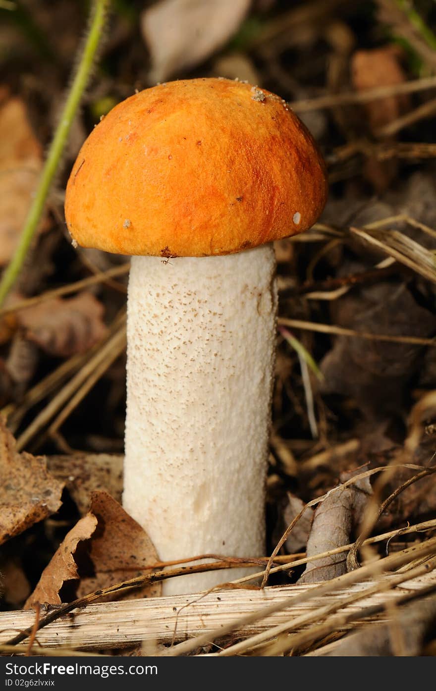 Orange-cap Boletus