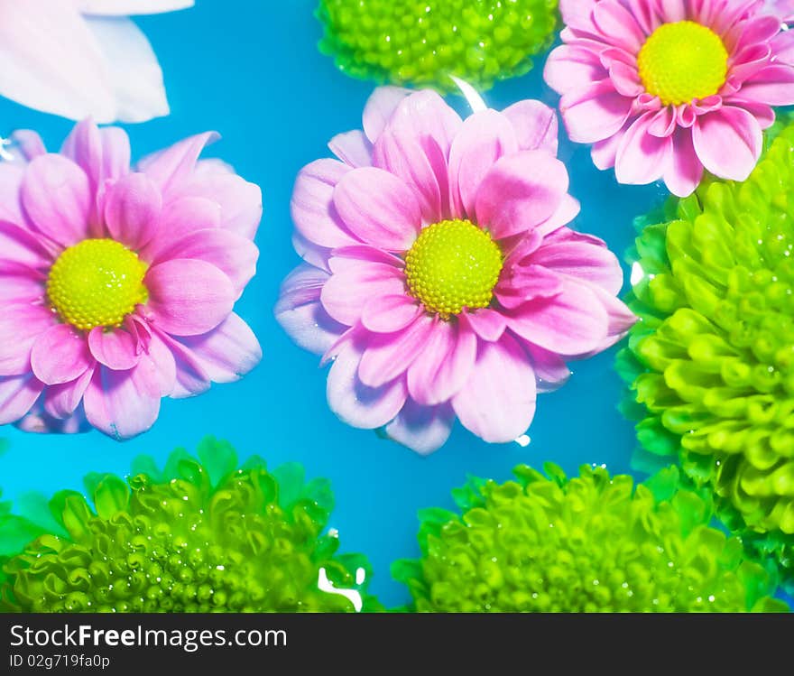 Multiple flowers floating in blue water. Multiple flowers floating in blue water