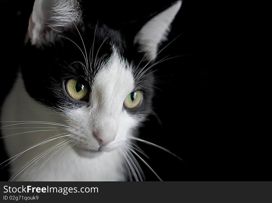 Questioning stare by my black and white cat. Questioning stare by my black and white cat