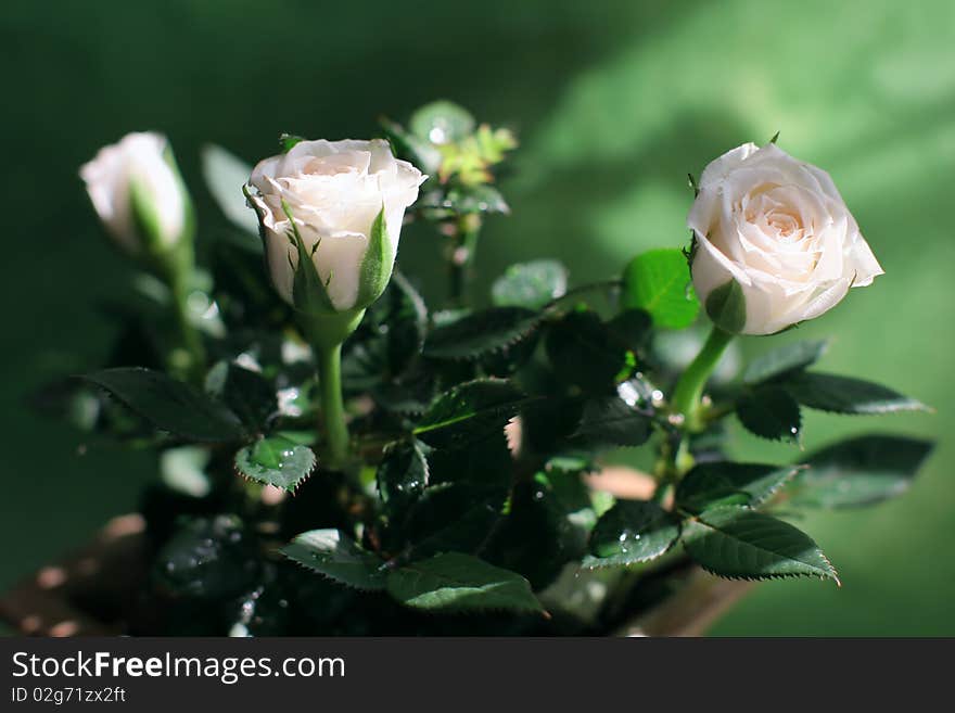 Gentle-pink blooming roses