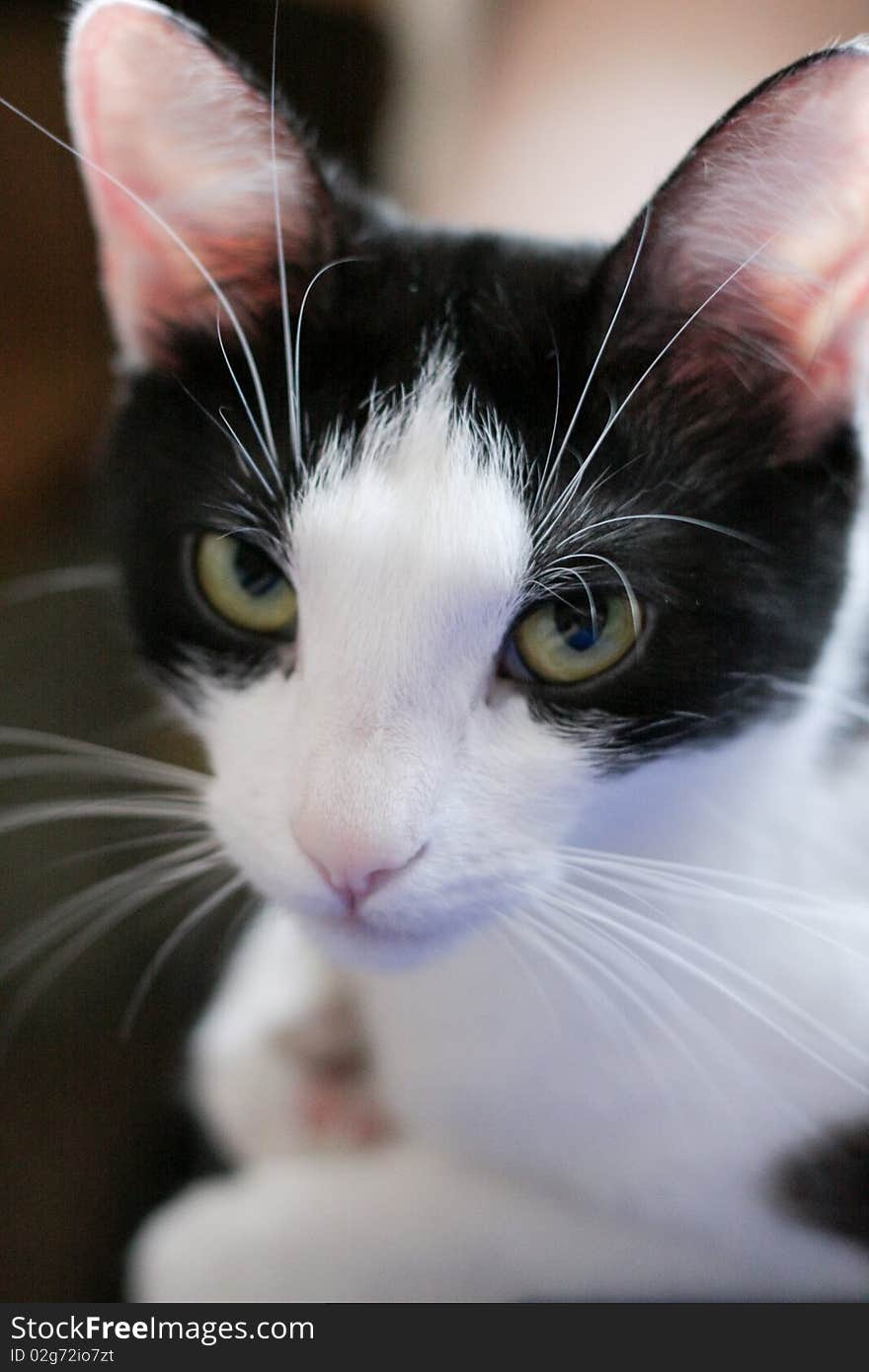 Tired black and white cat. Tired black and white cat