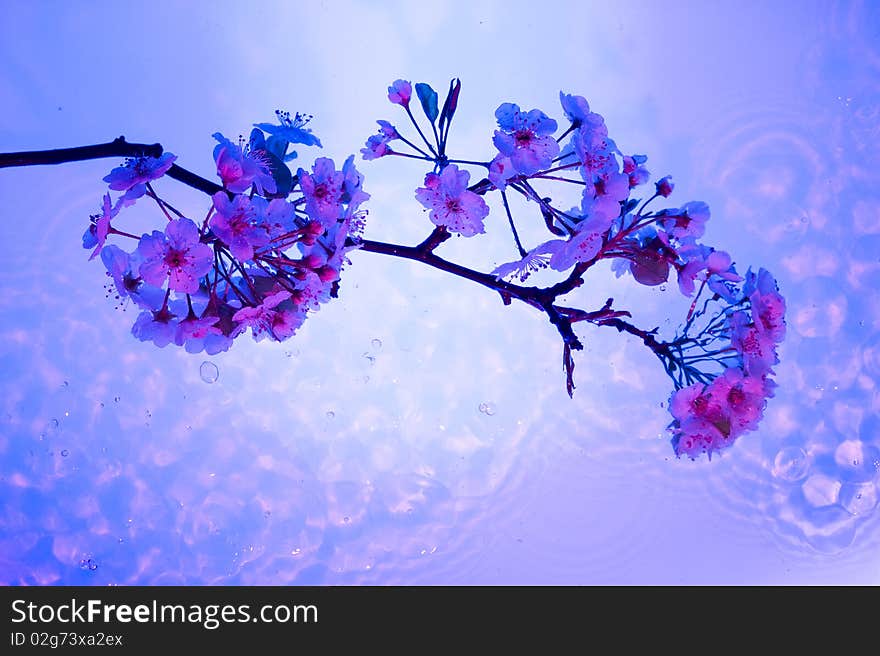 White beautiful flower on the blue water. White beautiful flower on the blue water