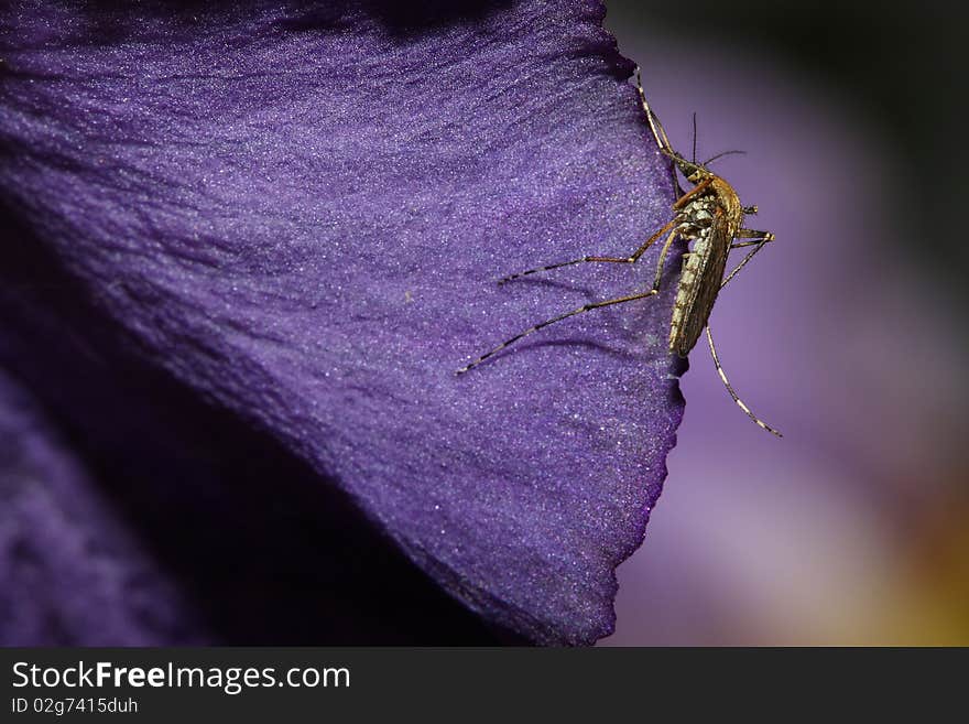 Mosquito crawling on Iris flower petal