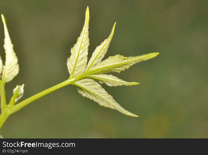 Young tender leaves growing just at the onset of spring season from a tree. Young tender leaves growing just at the onset of spring season from a tree