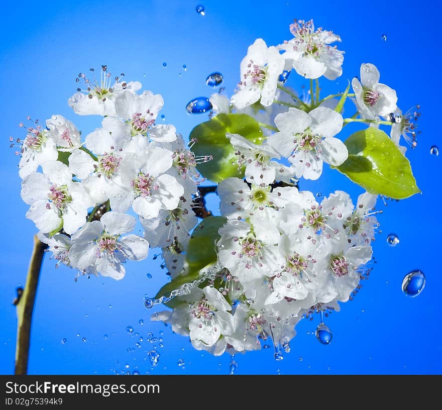 White flower