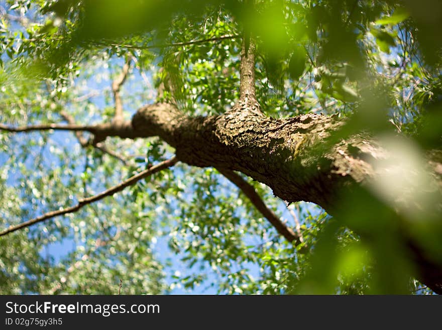 This is flowering tree on a sun