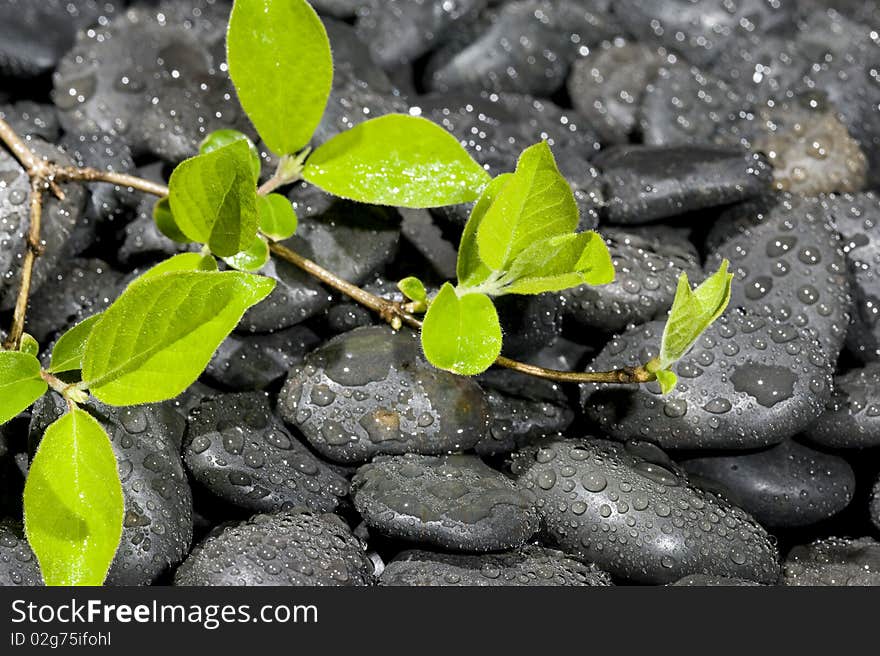 Green plant