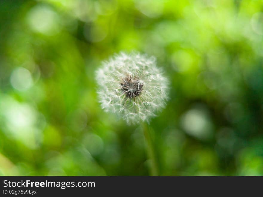 Beautiful dandelion against a summer grass