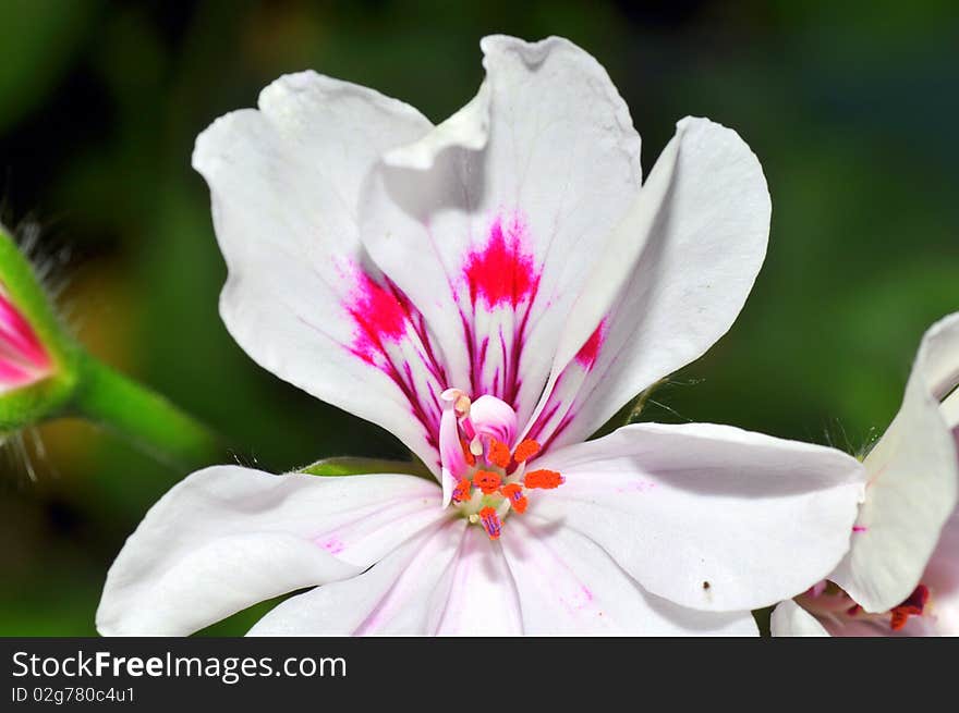 Closeup view of a white geranium flower in a garden