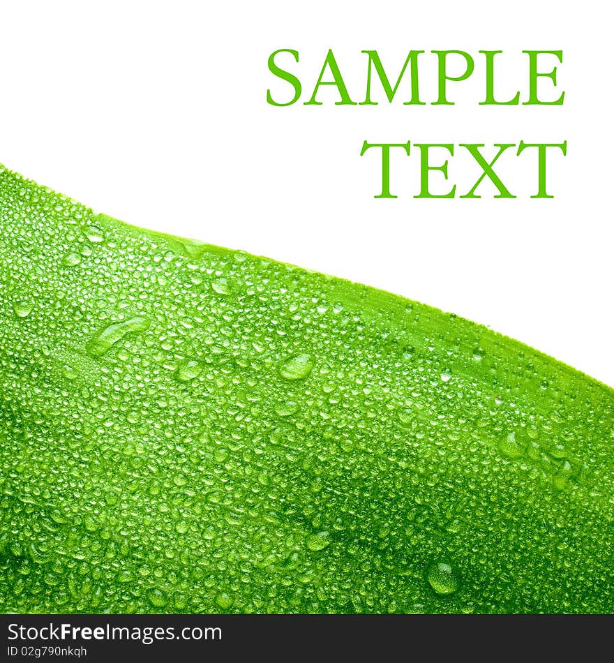 Water drops on green leaf with space for text. Water drops on green leaf with space for text.