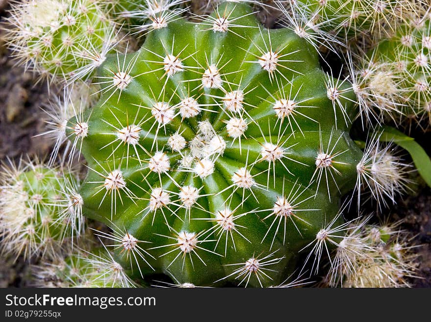 Macro barrel cactus from above.