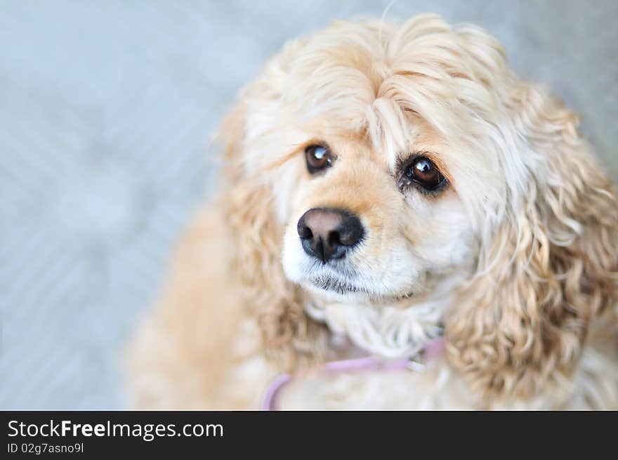 Portrait of American cocker spaniel in soft selective focus. Portrait of American cocker spaniel in soft selective focus