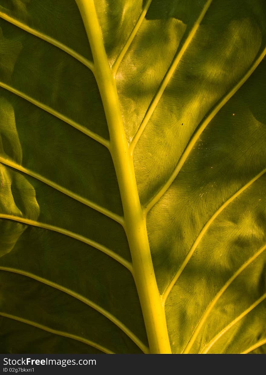 Big green leaf in evening sun