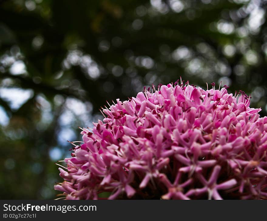 Pink flower