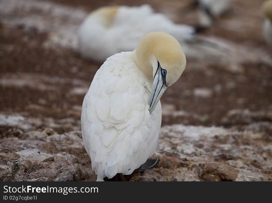 Island in Gaspésie–Îles-de-la-Madeleine region, eastern Quebec province, sanctuary for thousands of nesting gannets. Island in Gaspésie–Îles-de-la-Madeleine region, eastern Quebec province, sanctuary for thousands of nesting gannets