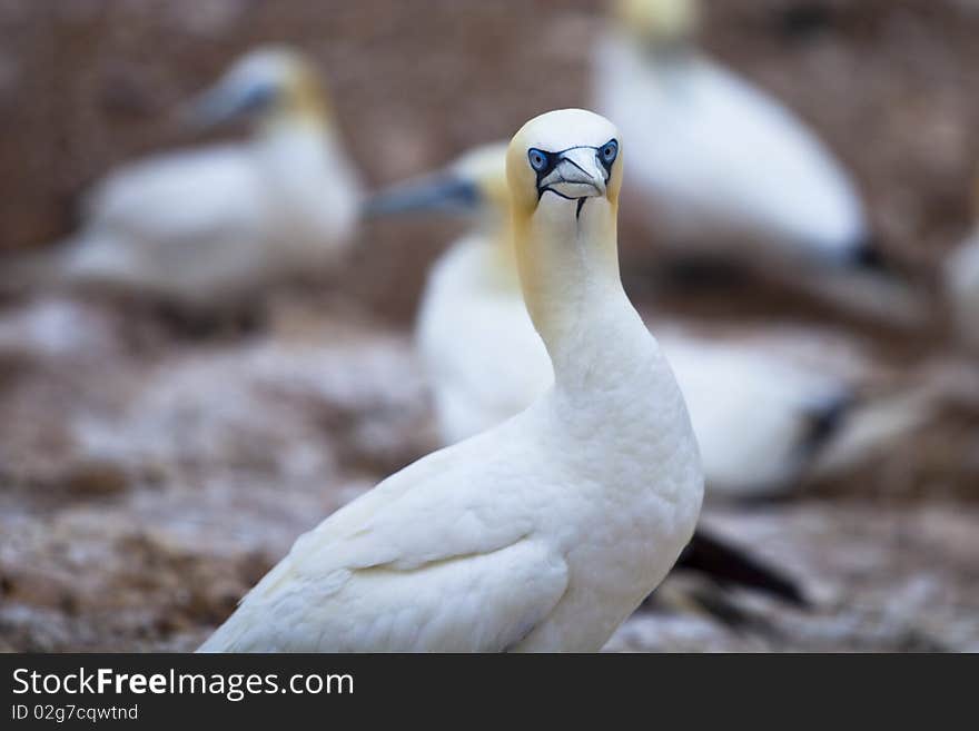 Island in Gaspésie–Îles-de-la-Madeleine region, eastern Quebec province, sanctuary for thousands of nesting gannets. Island in Gaspésie–Îles-de-la-Madeleine region, eastern Quebec province, sanctuary for thousands of nesting gannets