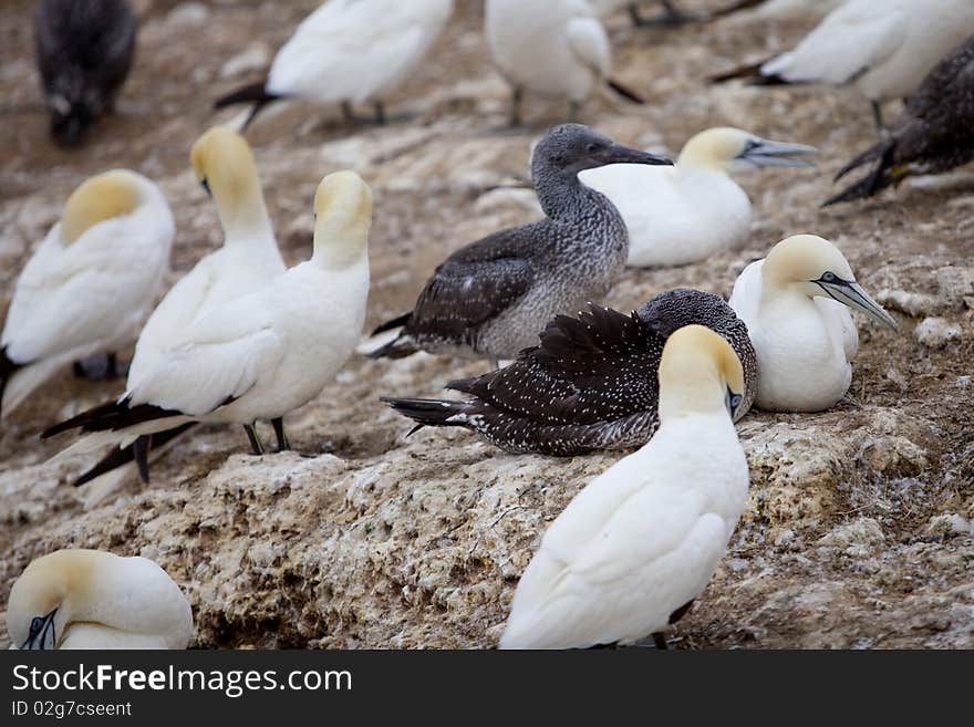 Island in Gaspésie–Îles-de-la-Madeleine region, eastern Quebec province, sanctuary for thousands of nesting gannets. Island in Gaspésie–Îles-de-la-Madeleine region, eastern Quebec province, sanctuary for thousands of nesting gannets