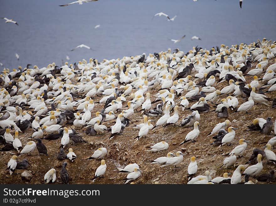 Island in Gaspésie–Îles-de-la-Madeleine region, eastern Quebec province, sanctuary for thousands of nesting gannets. Island in Gaspésie–Îles-de-la-Madeleine region, eastern Quebec province, sanctuary for thousands of nesting gannets