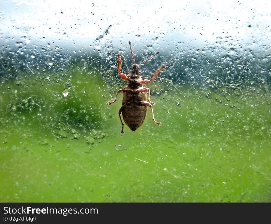 Bug On Glass