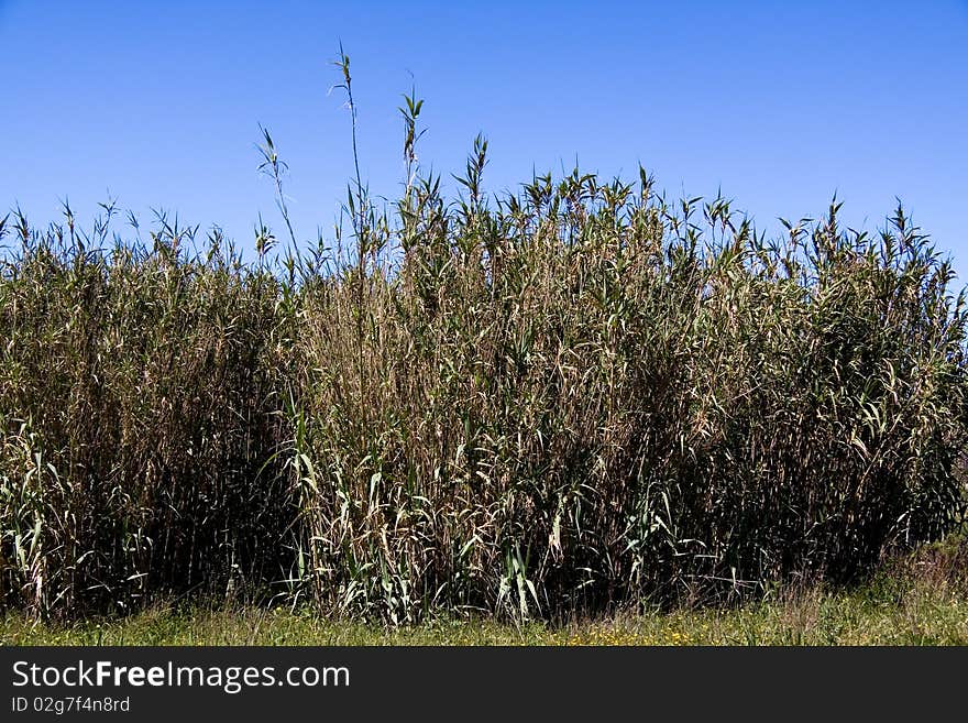 Verdure flourish bamboo background against blue sky