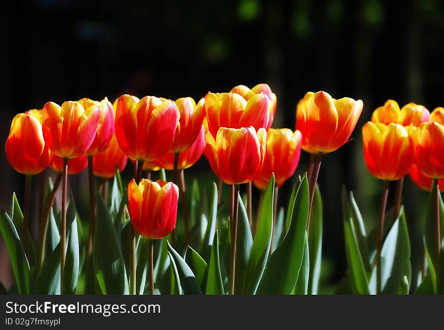 Line of softly colored red-yellow tulips on a dark background