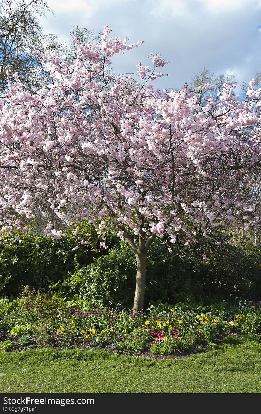 Blossoms