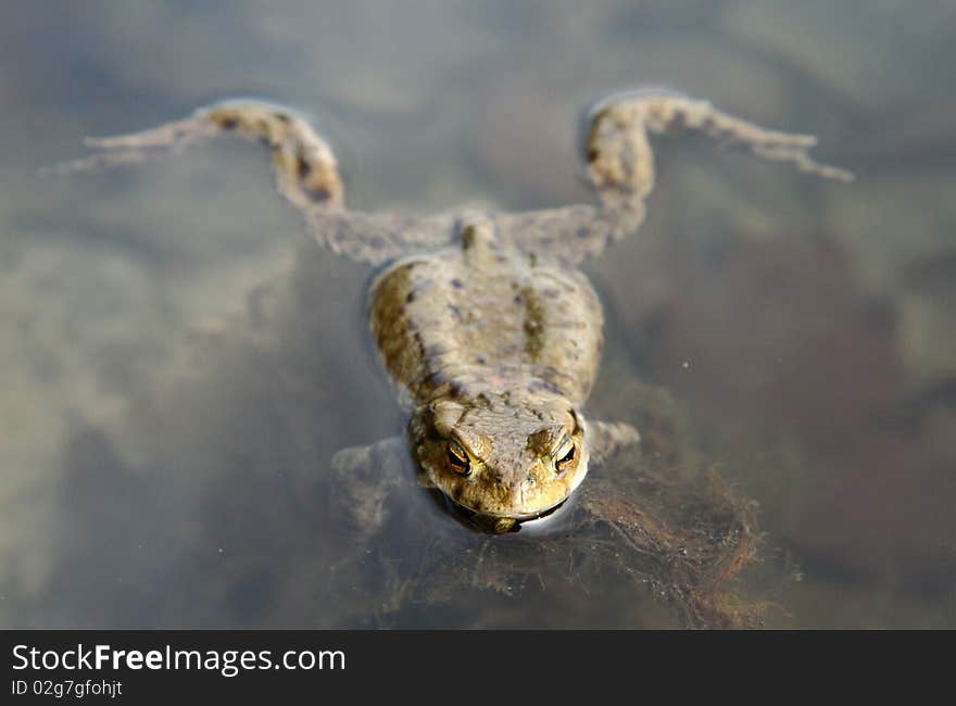 Toad