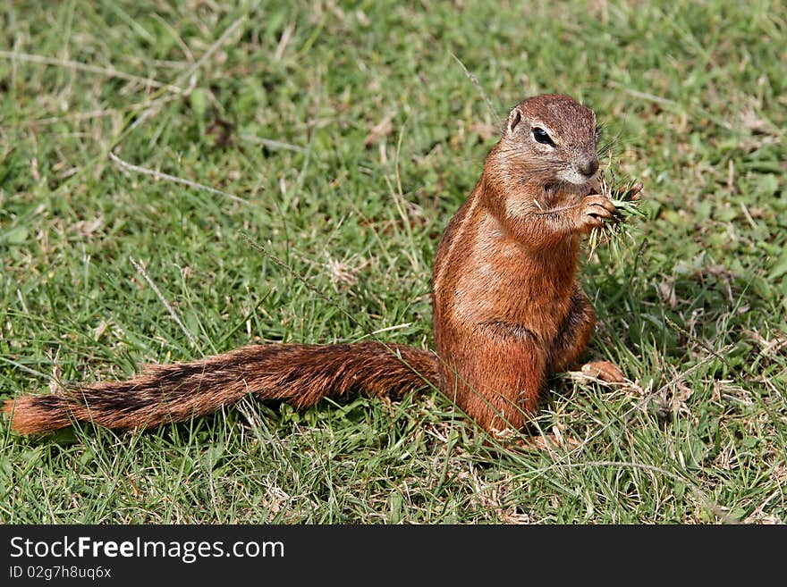 Ground Squirrel