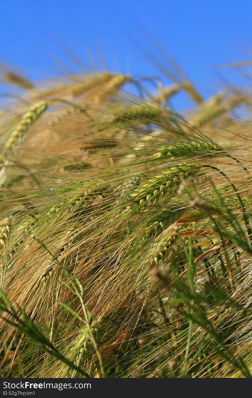 Classes of wheat against a blue sky