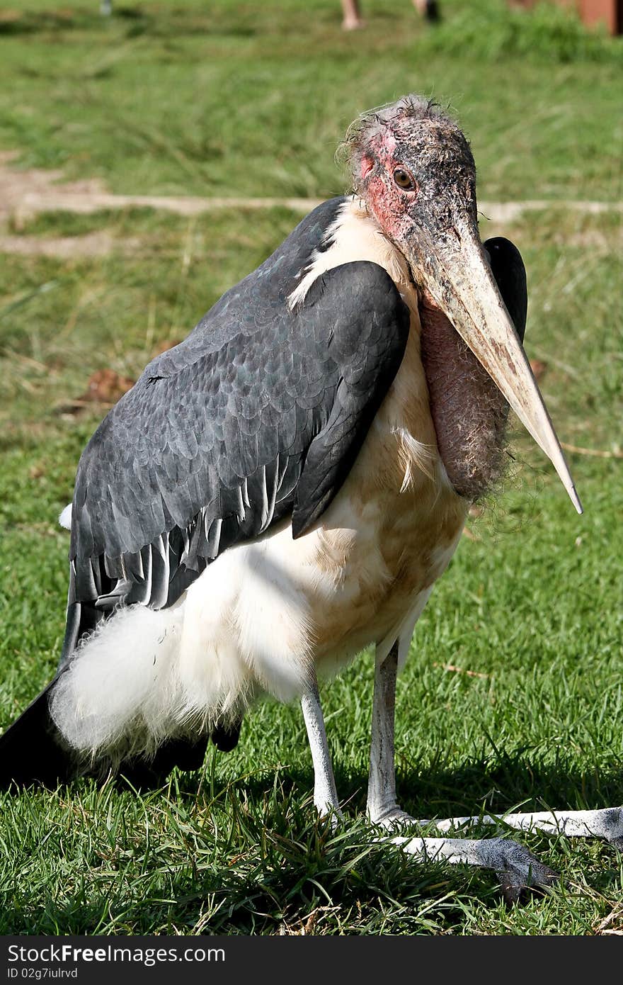 Marabou Stork