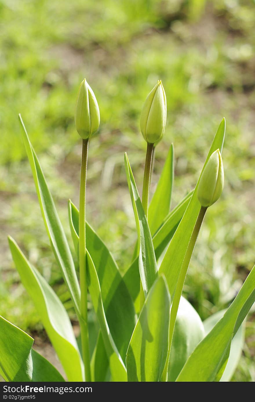 Green tulips